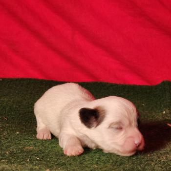 chiot Coton de tulear Élevage du Royaume des P'tits Loups