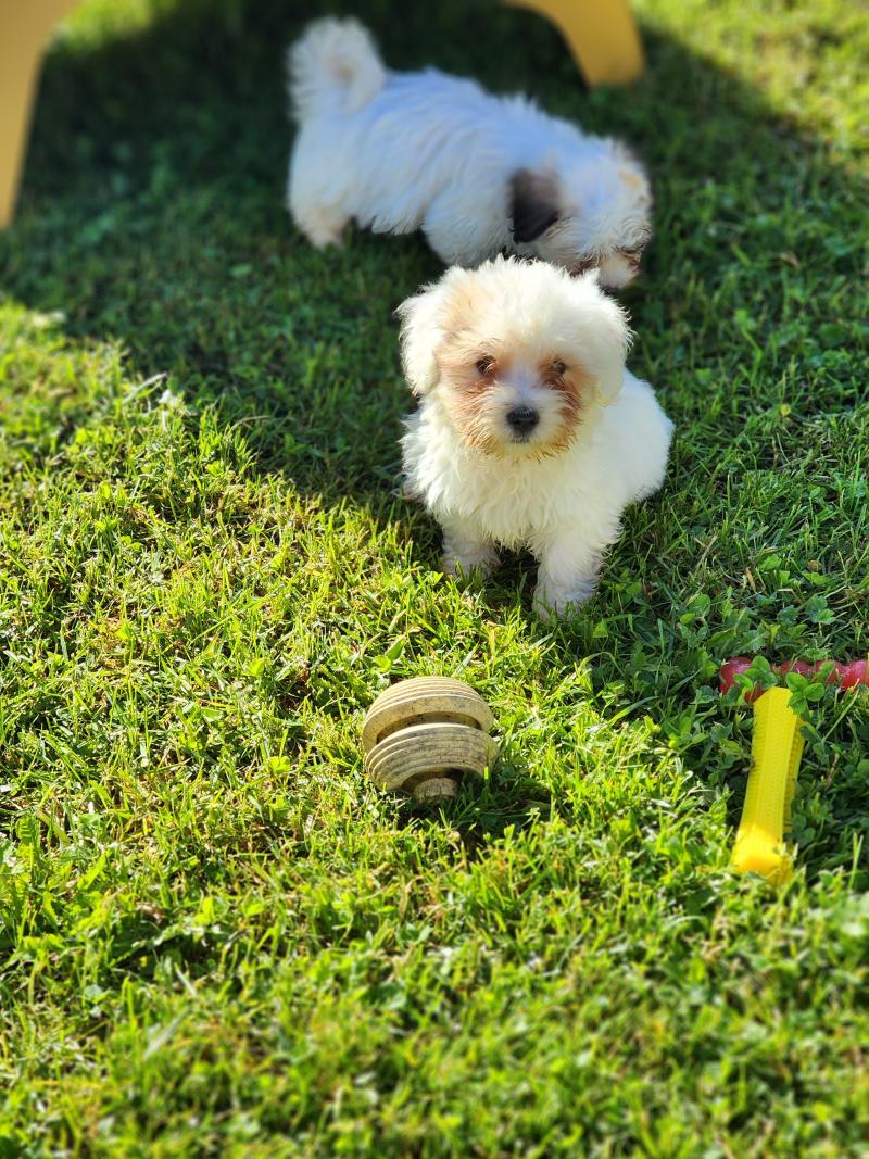 B Mâle Coton de tulear