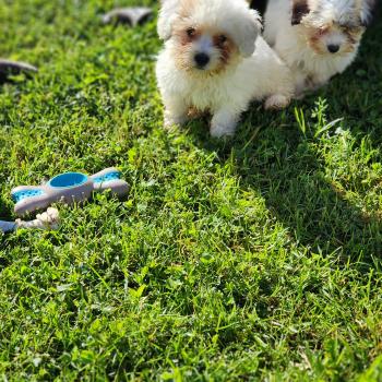 chiot Coton de tulear B Élevage du Royaume des P'tits Loups