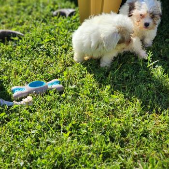 chiot Coton de tulear B Élevage du Royaume des P'tits Loups