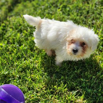 chiot Coton de tulear B Élevage du Royaume des P'tits Loups