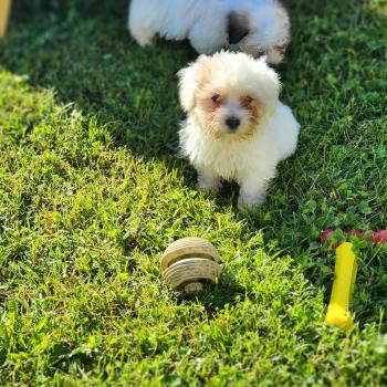 chiot Coton de tulear B Élevage du Royaume des P'tits Loups