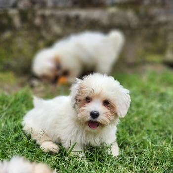 chiot Coton de tulear B Élevage du Royaume des P'tits Loups