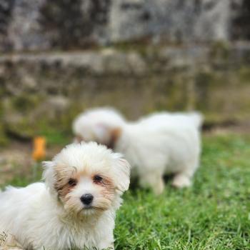 chiot Coton de tulear B Élevage du Royaume des P'tits Loups