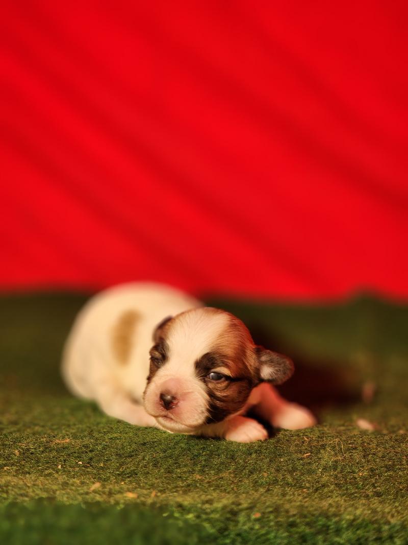 B Mâle Coton de tulear