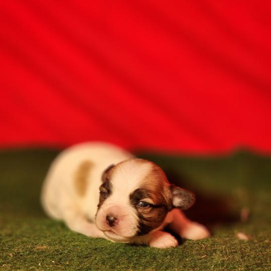 B Mâle Coton de tulear