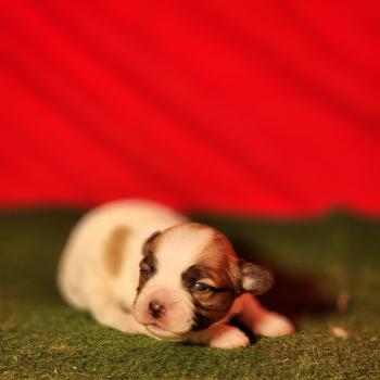 chiot Coton de tulear Élevage du Royaume des P'tits Loups