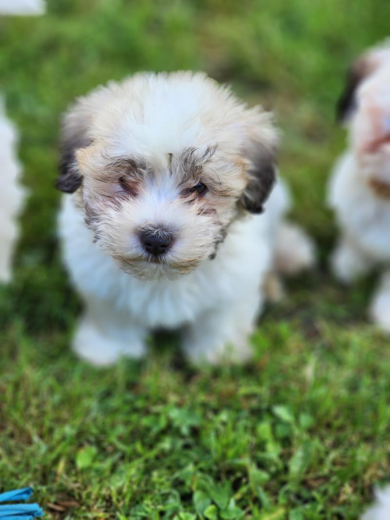 B Mâle Coton de tulear