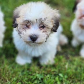 chiot Coton de tulear B Élevage du Royaume des P'tits Loups