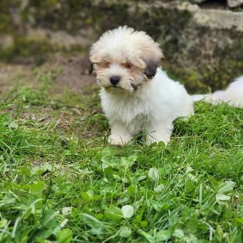 chiot Coton de tulear B Élevage du Royaume des P'tits Loups