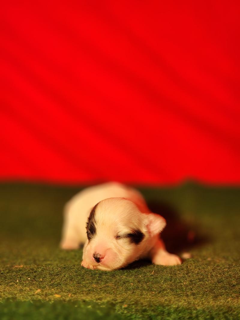 B Mâle Coton de tulear