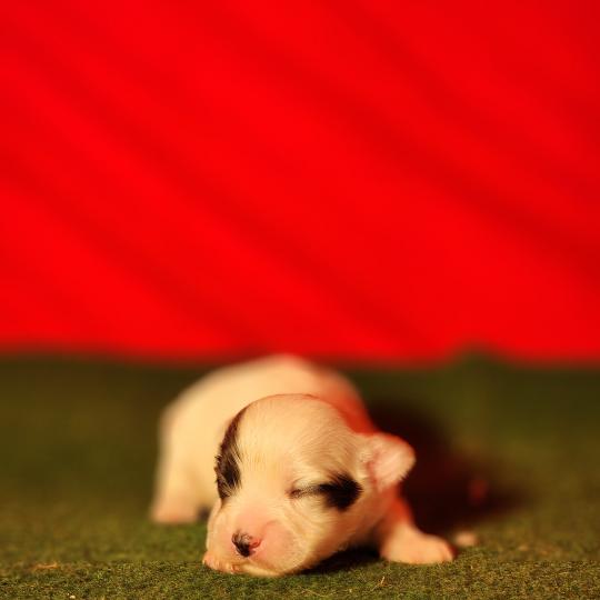B Mâle Coton de tulear
