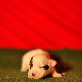 chiot Coton de tulear Élevage du Royaume des P'tits Loups