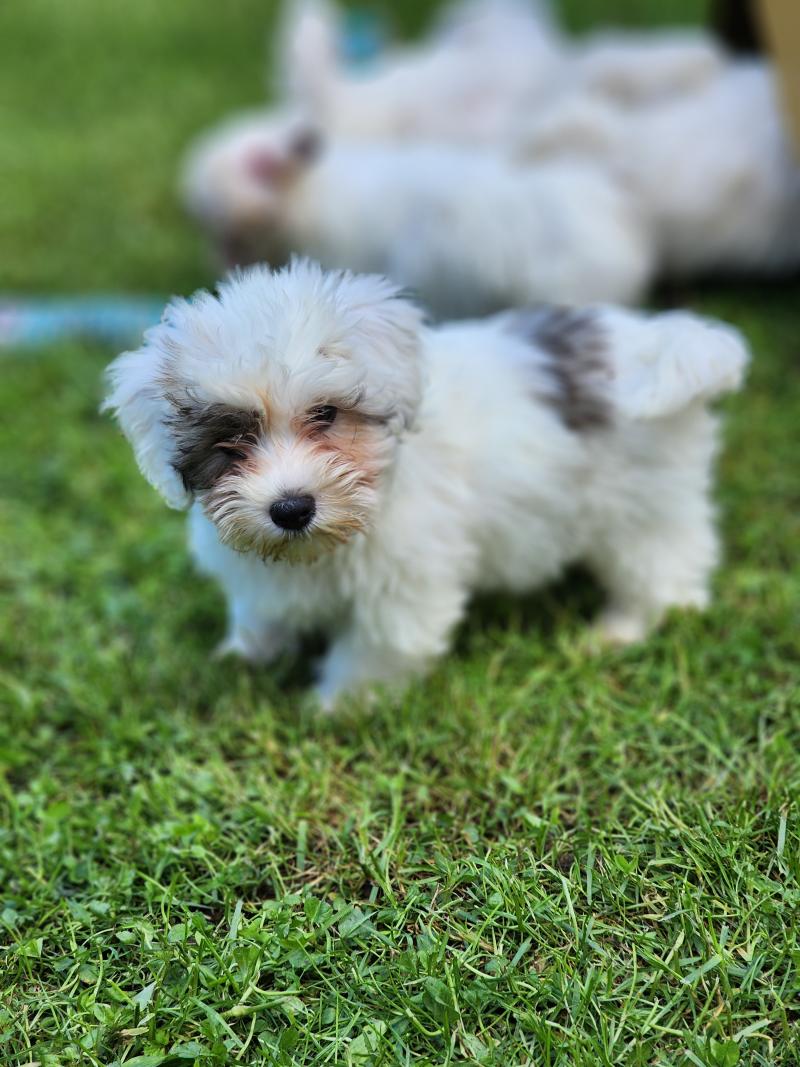 B Mâle Coton de tulear