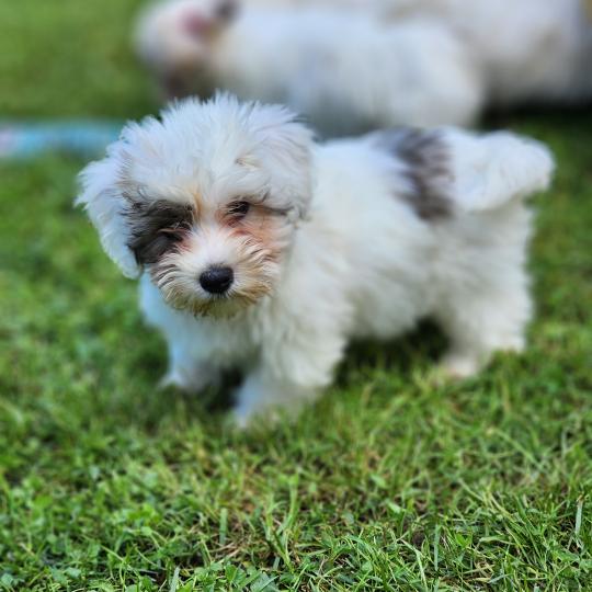 B Mâle Coton de tulear