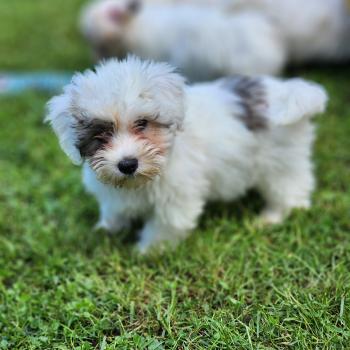 chiot Coton de tulear B Élevage du Royaume des P'tits Loups