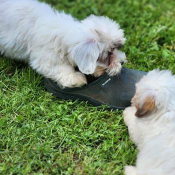 chiot Coton de tulear B Élevage du Royaume des P'tits Loups