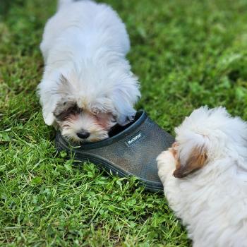 chiot Coton de tulear B Élevage du Royaume des P'tits Loups