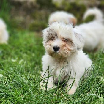 chiot Coton de tulear B Élevage du Royaume des P'tits Loups