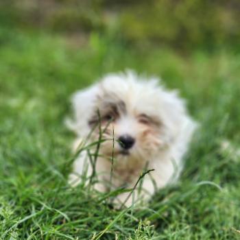 chiot Coton de tulear B Élevage du Royaume des P'tits Loups