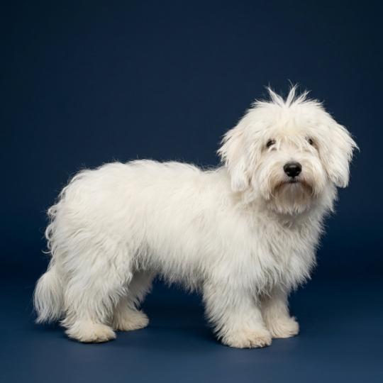 Bowi Mâle Coton de tulear