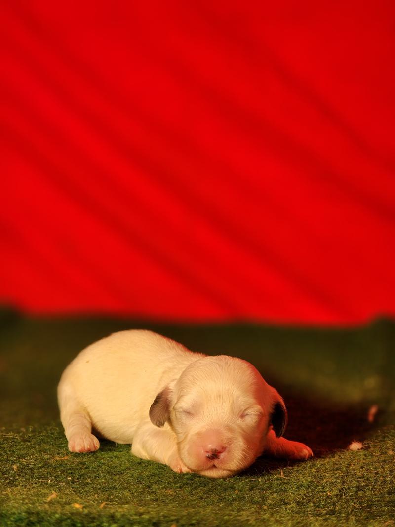 B Femelle Coton de tulear