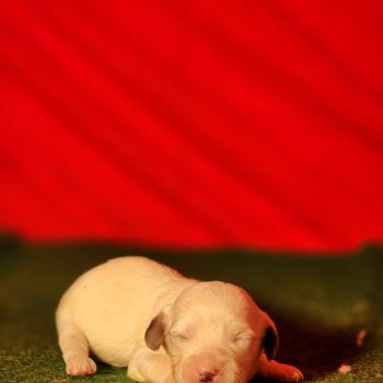 chiot Coton de tulear Élevage du Royaume des P'tits Loups