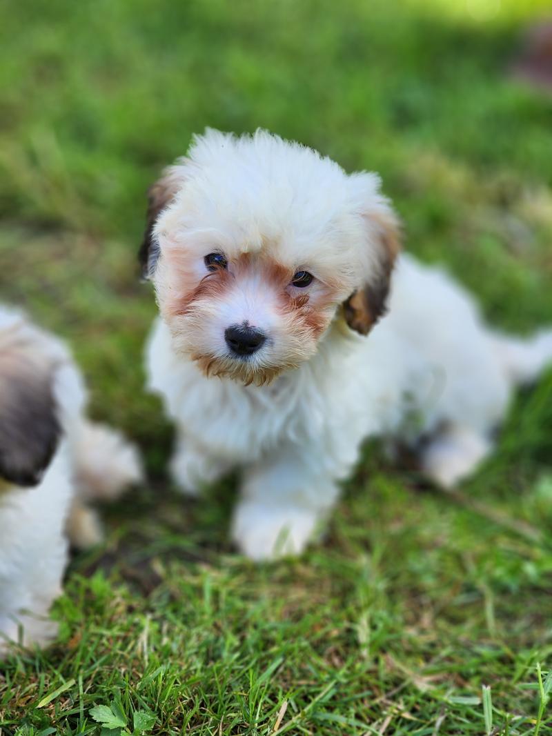 B Femelle Coton de tulear