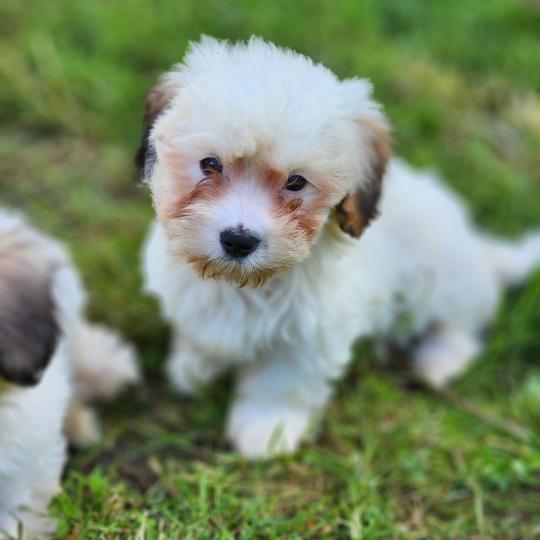 B Femelle Coton de tulear
