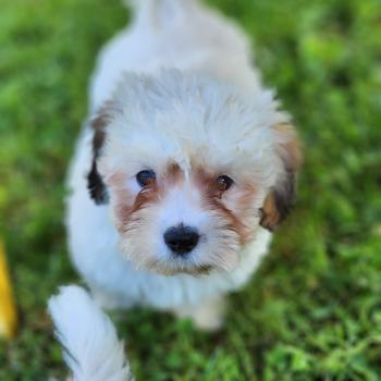 chiot Coton de tulear B Élevage du Royaume des P'tits Loups