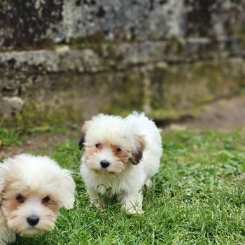 chiot Coton de tulear B Élevage du Royaume des P'tits Loups