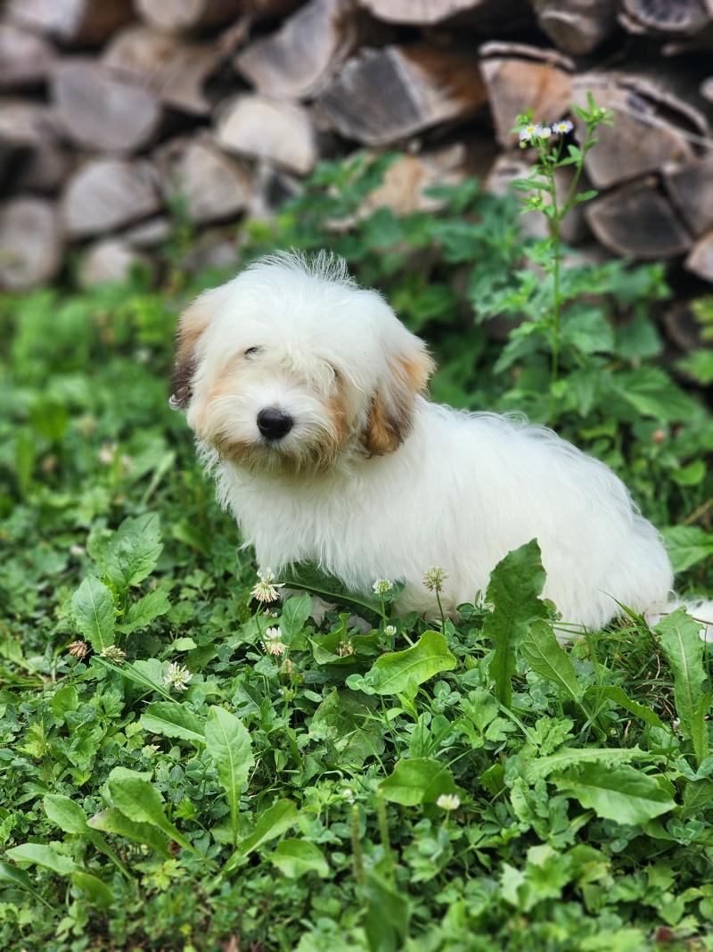 B Femelle Coton de tulear