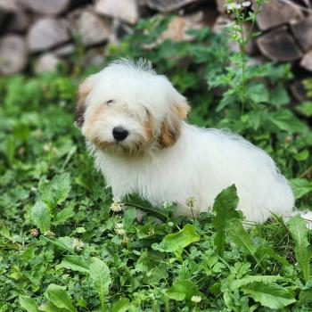 chiot Coton de tulear B Élevage du Royaume des P'tits Loups