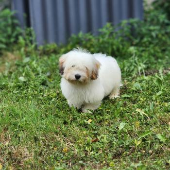 chiot Coton de tulear B Élevage du Royaume des P'tits Loups