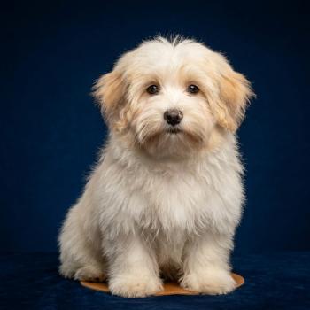 chiot Coton de tulear Blep Élevage du Royaume des P'tits Loups