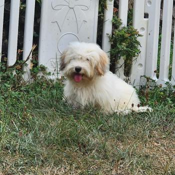 chiot Coton de tulear Blep Élevage du Royaume des P'tits Loups