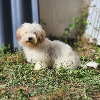 chiot Coton de tulear Blep Élevage du Royaume des P'tits Loups