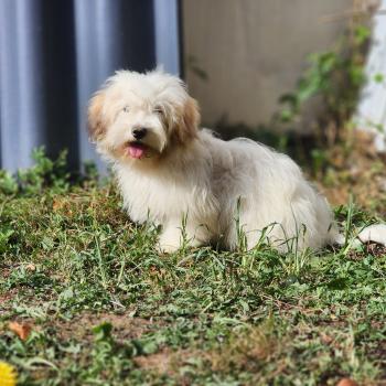 chiot Coton de tulear Blep Élevage du Royaume des P'tits Loups