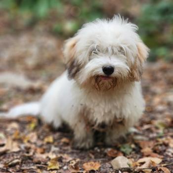 chiot Coton de tulear Blep Élevage du Royaume des P'tits Loups