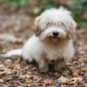 chiot Coton de tulear Blep Élevage du Royaume des P'tits Loups
