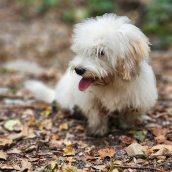 chiot Coton de tulear Blep Élevage du Royaume des P'tits Loups