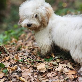 chiot Coton de tulear Blep Élevage du Royaume des P'tits Loups
