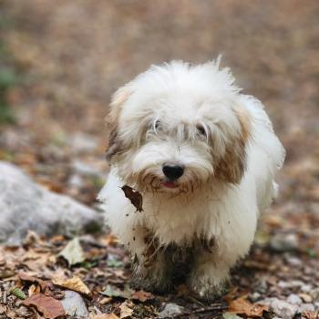chiot Coton de tulear Blep Élevage du Royaume des P'tits Loups