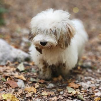chiot Coton de tulear Blep Élevage du Royaume des P'tits Loups