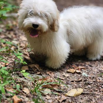 chiot Coton de tulear Blep Élevage du Royaume des P'tits Loups
