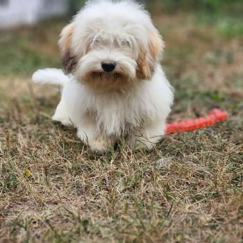 chiot Coton de tulear Blep Élevage du Royaume des P'tits Loups