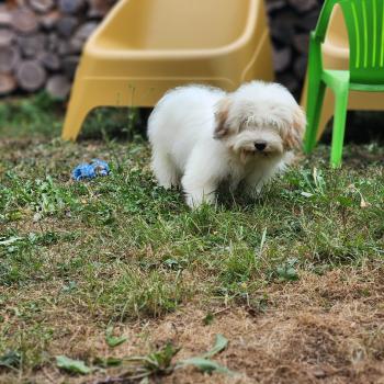 chiot Coton de tulear Blep Élevage du Royaume des P'tits Loups