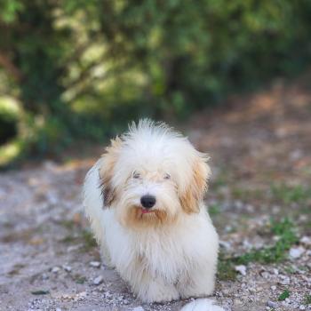 chiot Coton de tulear Blep Élevage du Royaume des P'tits Loups