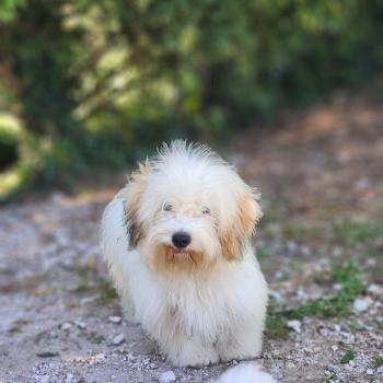 chiot Coton de tulear Blep Élevage du Royaume des P'tits Loups