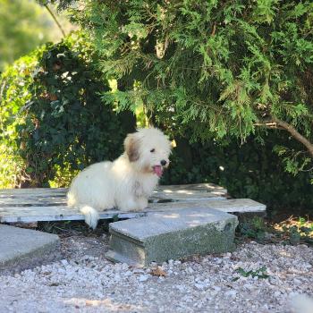 chiot Coton de tulear Blep Élevage du Royaume des P'tits Loups